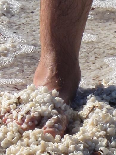 shell beach near Denham.JPG