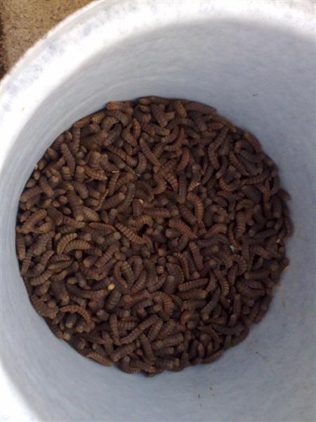 31012009270 (Medium).jpg