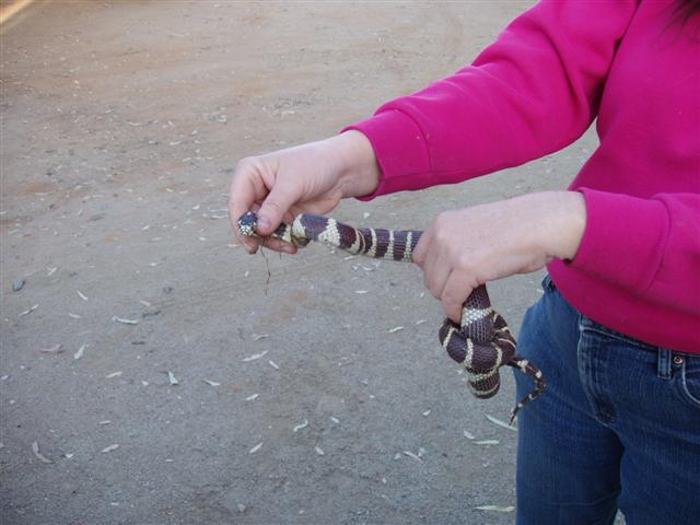 Aquaponic System 032 (Small).jpg