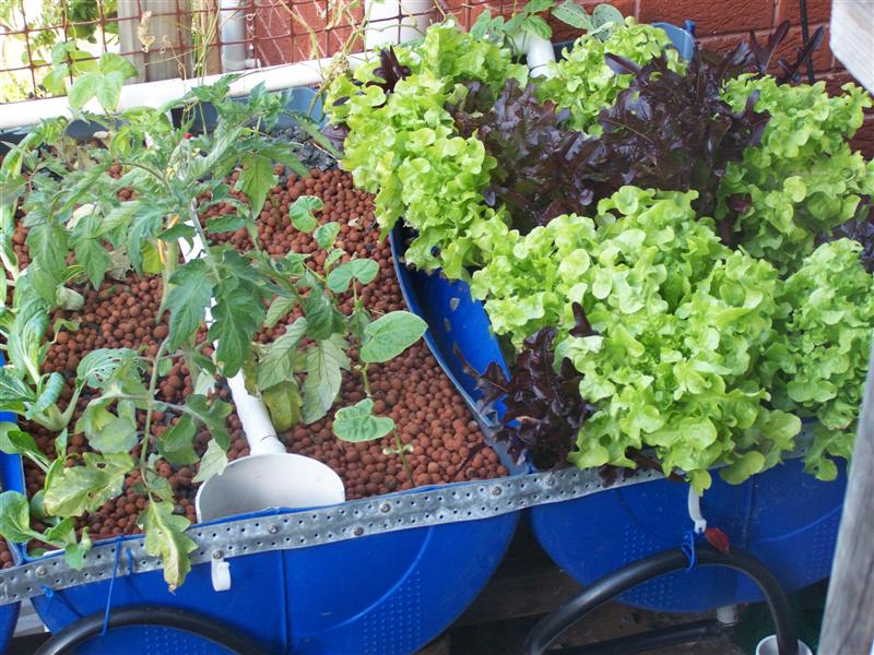 100_2977 (Medium).JPG