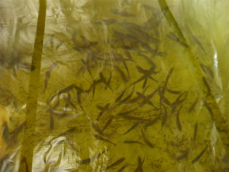 P1040039 (Medium).JPG