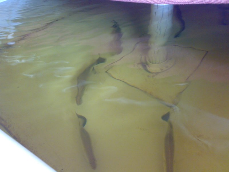 Barra loving the 28 C at Kelmscott HS.jpg