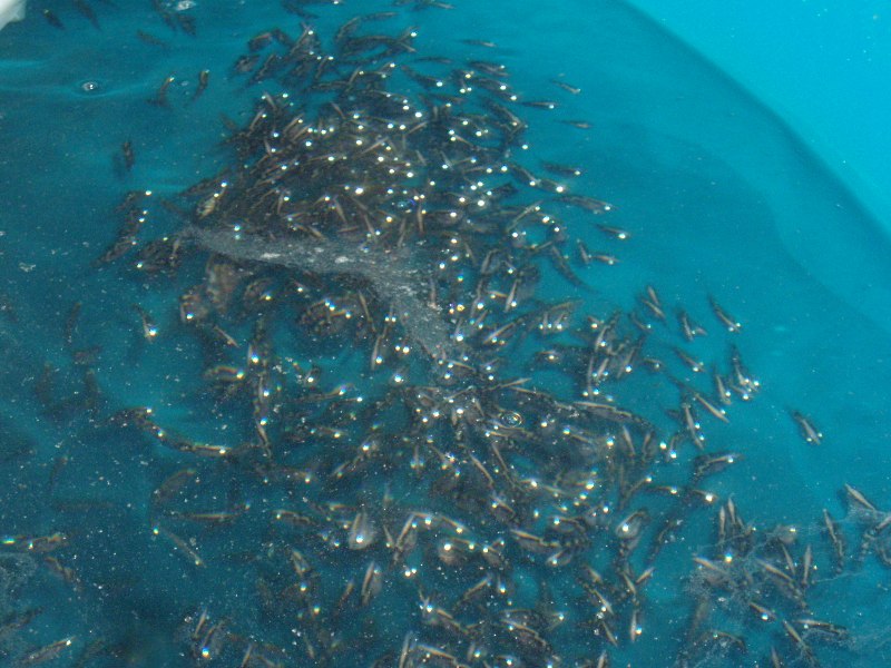 barramundi fry 40 days 001.jpg