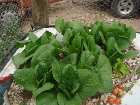 aquaholic inc may 2009 011.jpg