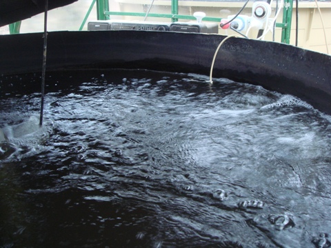 aquaholic inc may 2009 015.jpg