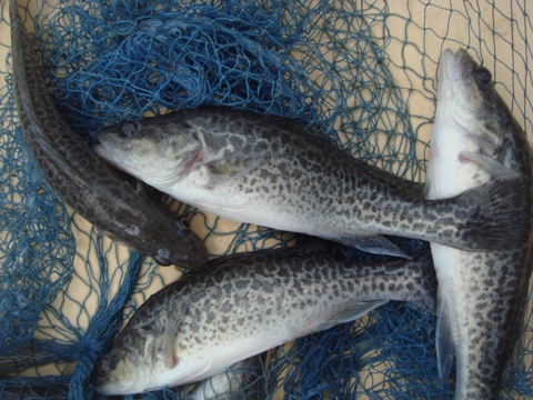 aquaholic inc may 2009 016.jpg