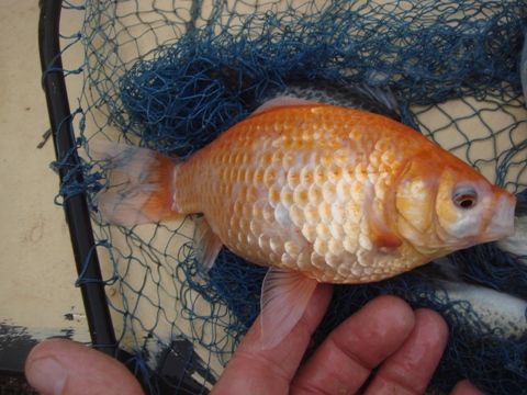 aquaholic inc may 2009 017.jpg