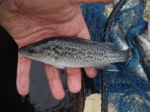 aquaholic inc may 2009 018.jpg