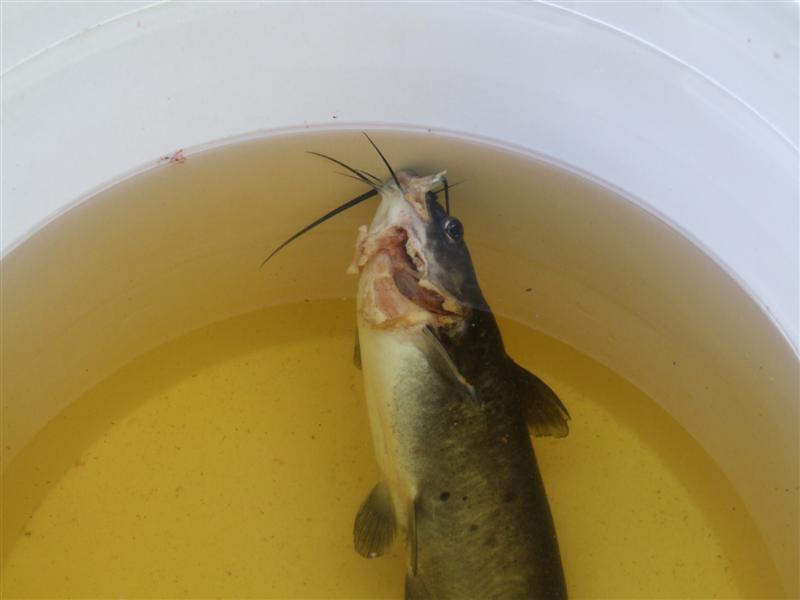 Nasty gill wound 2 (Medium).JPG