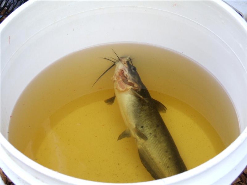 Nasty gill wound (Medium).JPG