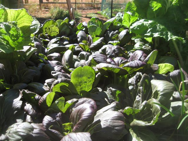 fish 132 (Small).jpg