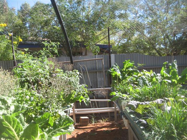 fish 129 (Small).jpg