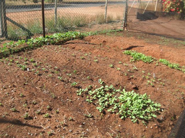 fish 134 (Small).jpg