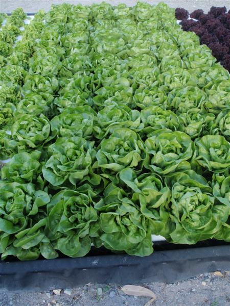 P5180190 (Medium).JPG