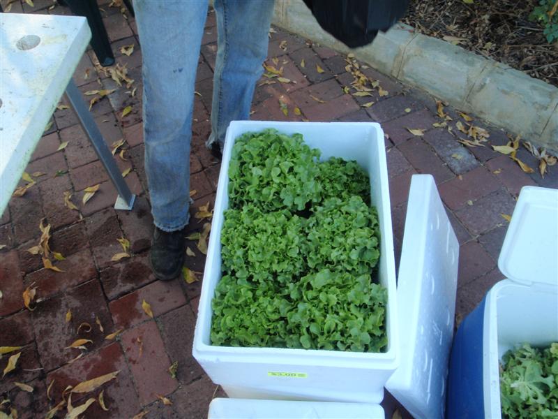 P5180219 (Medium).JPG