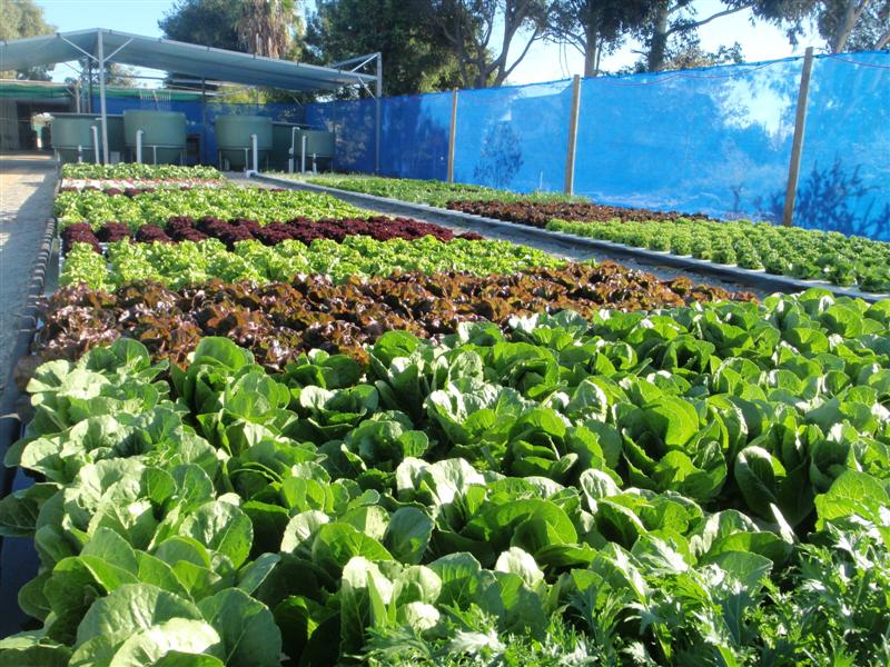 P5180194 (Medium).JPG