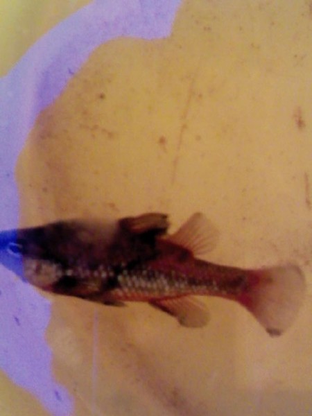 Pic_0605_028 (790 x 1053) (450 x 600).jpg