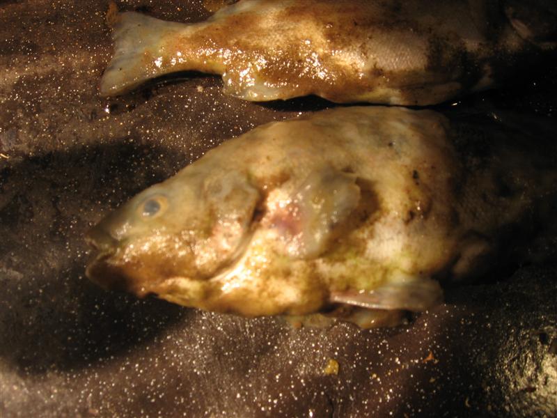 dead fish swimming 003.jpg