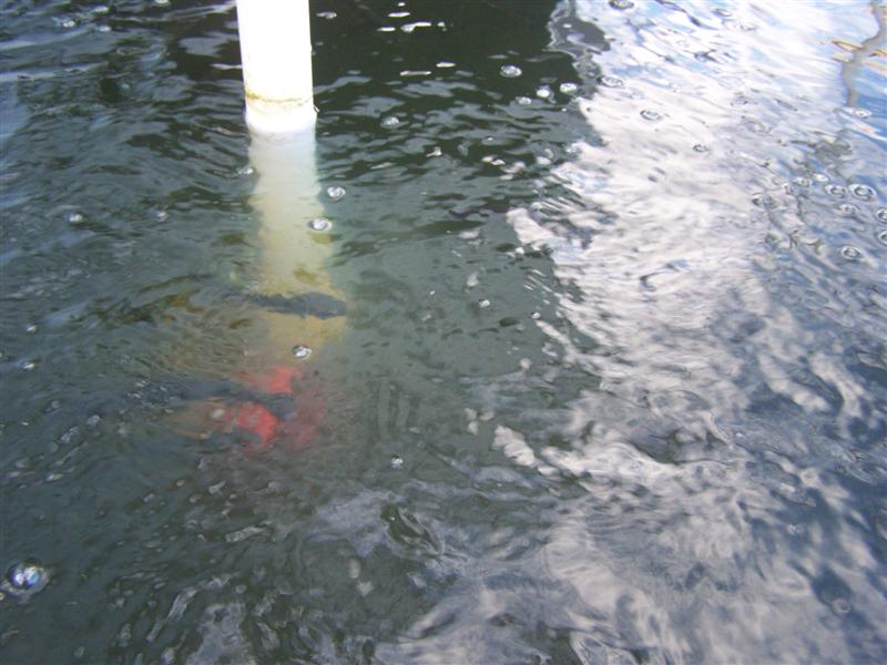 100_3104 (Medium).JPG