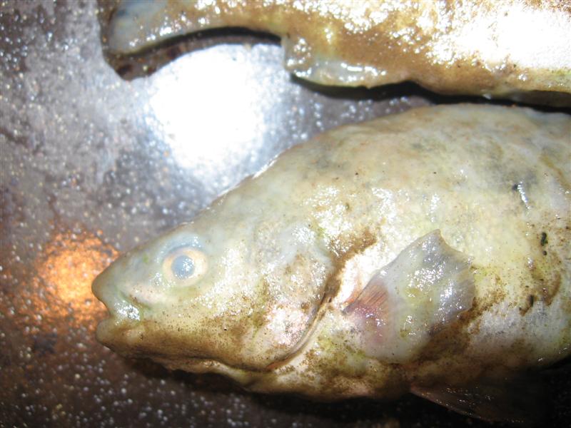 dead fish swimming 002.jpg