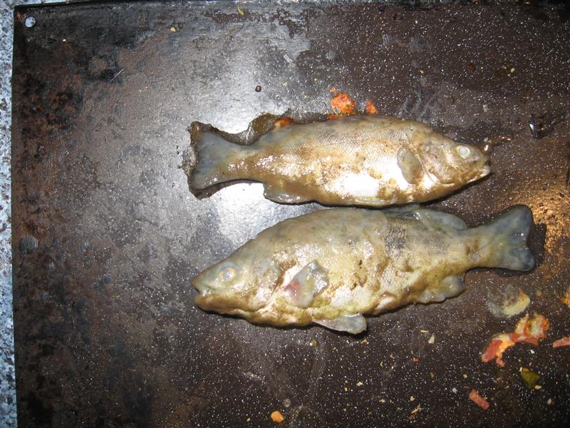 dead fish swimming 001.jpg