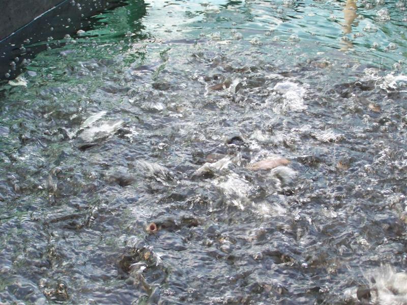 100_3126 (Medium).JPG