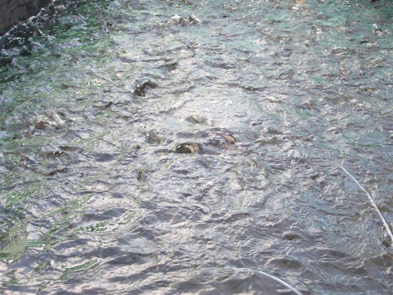 100_3128 (Medium).JPG