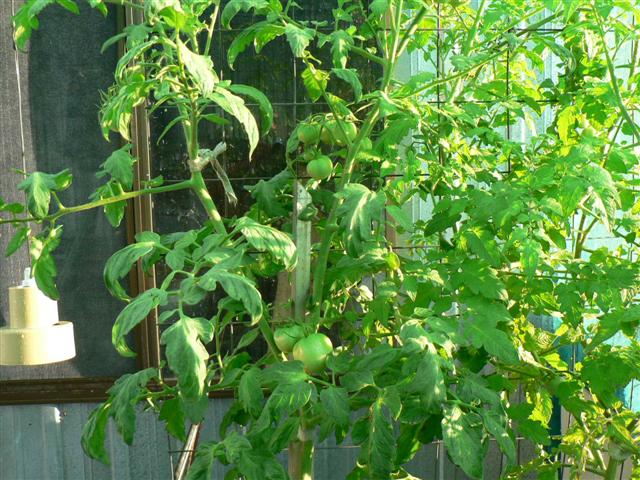 Xmas 06 048 (Small).jpg