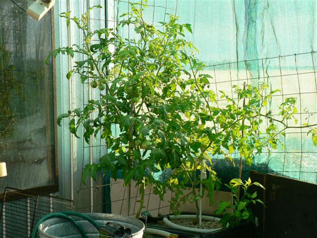 Xmas 06 047 (Small).jpg