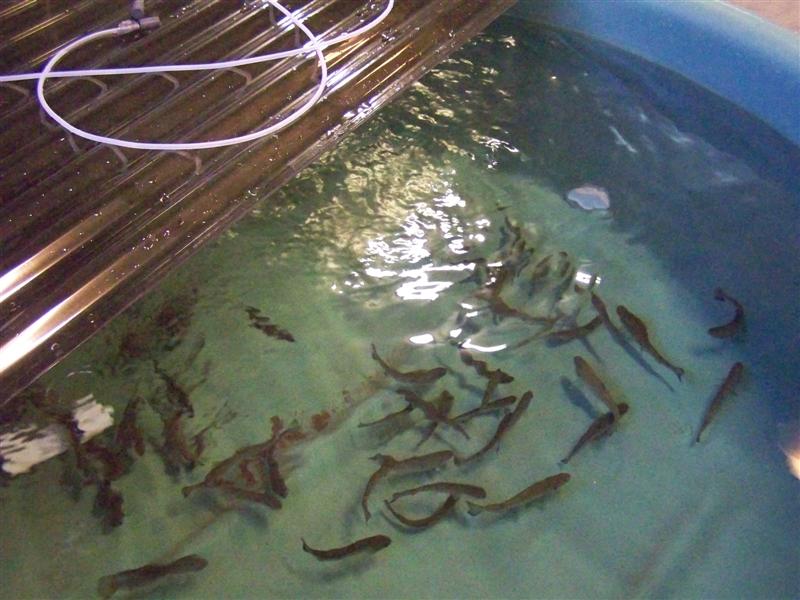 100_3136 (Medium).JPG