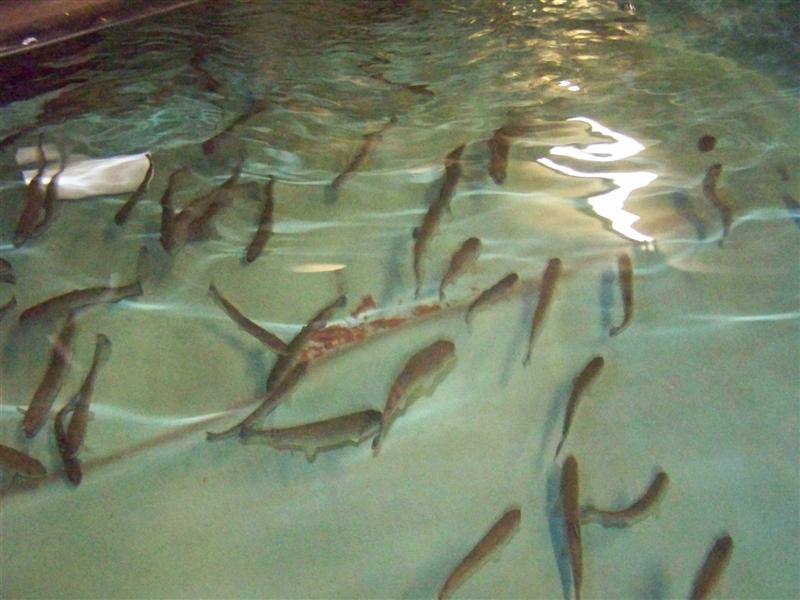 100_3137 (Medium).JPG