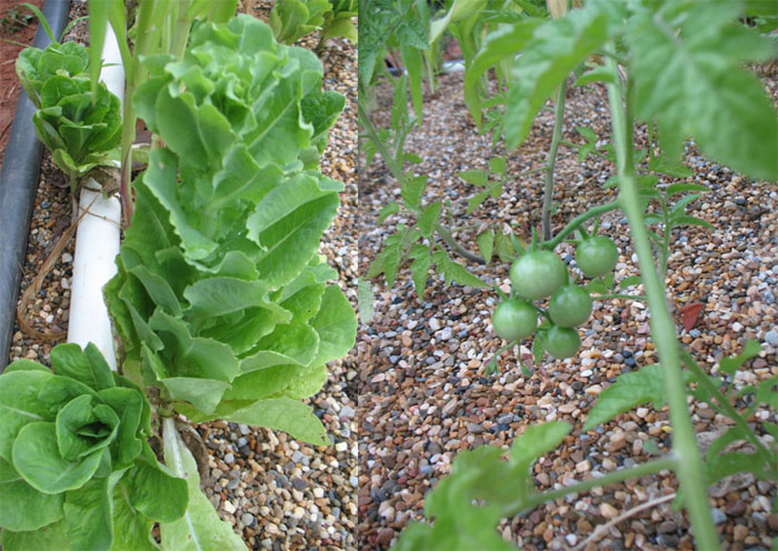 lettuceCherryToms.JPG