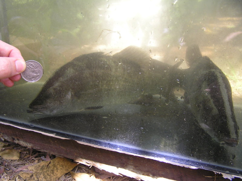 twenty cent piece barra pair.jpg