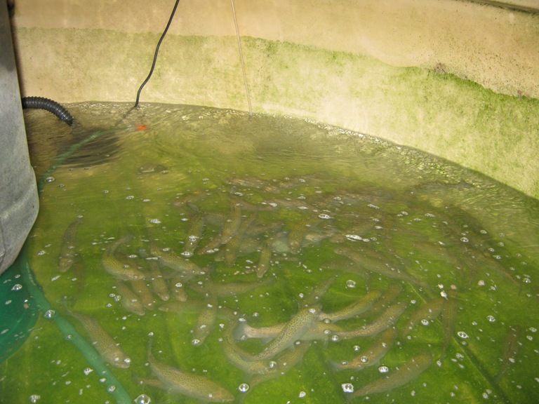 latest pump failure.jpg