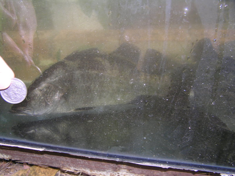 barra with twenty cent piece.jpg