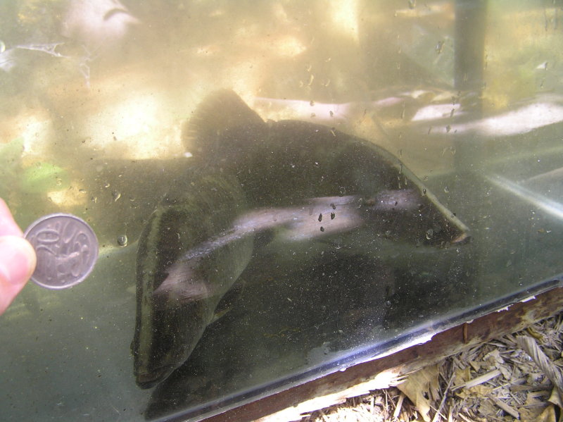 barra pair 20 cent piece.jpg