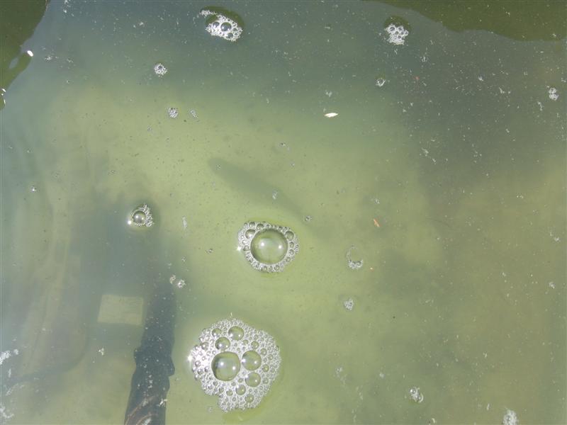 dead fish swimming 007 (Medium).jpg