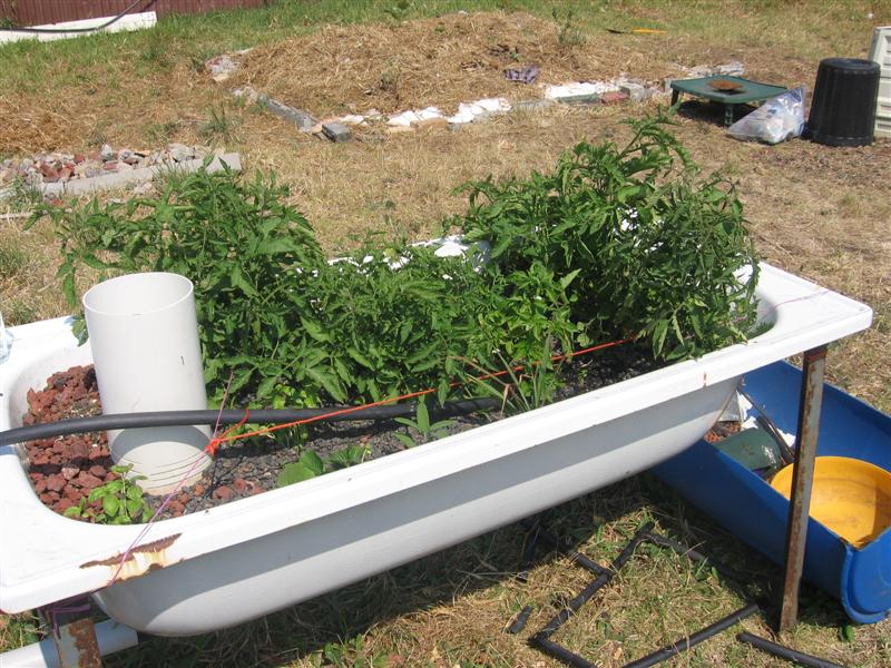 dead fish swimming 009.jpg