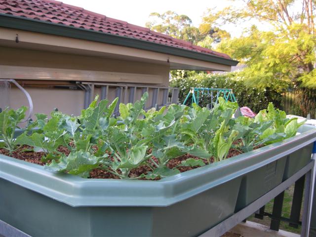 IMG_0343 (Small).JPG