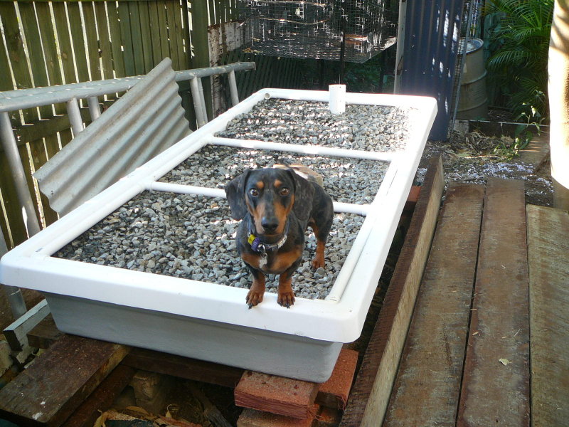 big ted on growbed straight on cropped.jpg