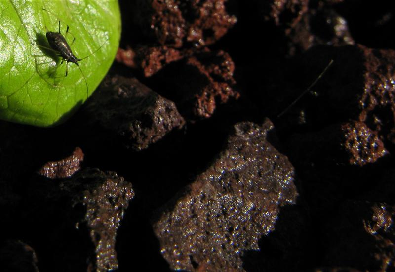 IMG_0865a (Medium).JPG