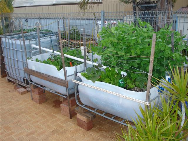 200906 peas (Small).JPG