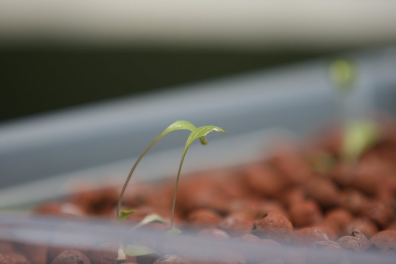 Lettuce_seedling2_droop_day_19.jpg