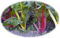 rainbow-swiss-chard-seed.jpg