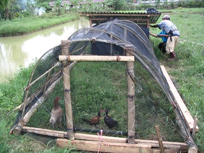 Chicken Tractor.JPG