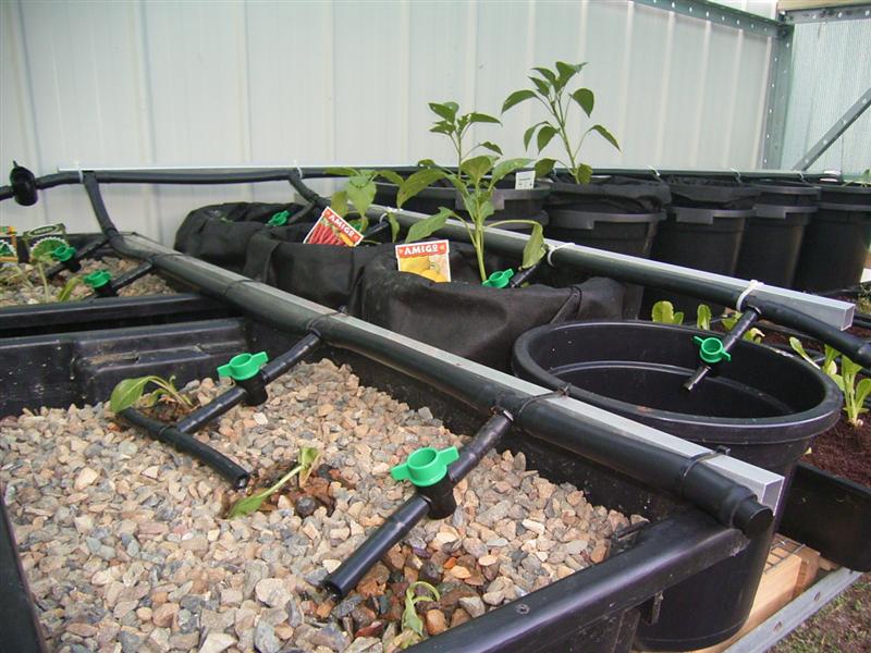 Growing Platform - 1 Jan 07 005 (Medium).jpg