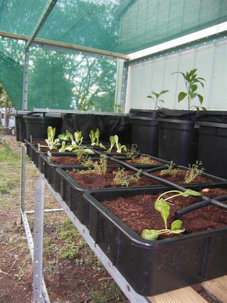 Growing Platform - 1 Jan 07 004 (Medium).jpg