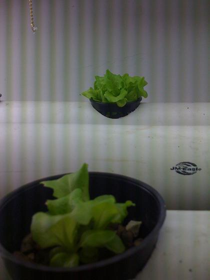 lettuce.jpg