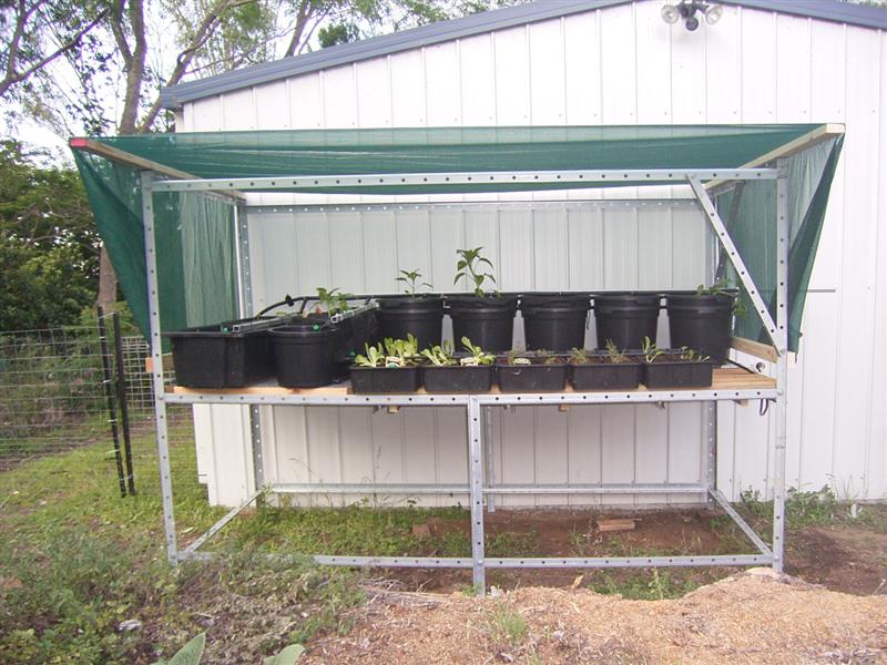 Growing Platform - 1 Jan 07 003 (Medium).jpg