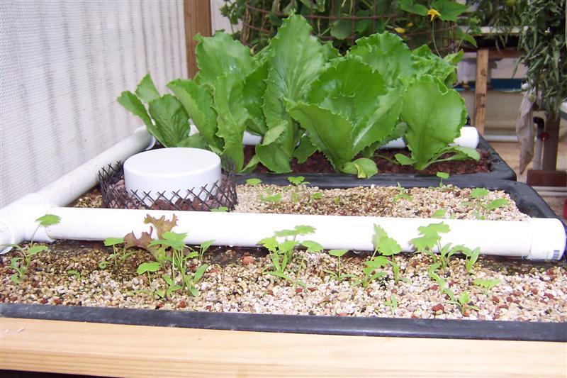 Parsnips in Aq (Medium) (Medium).JPG